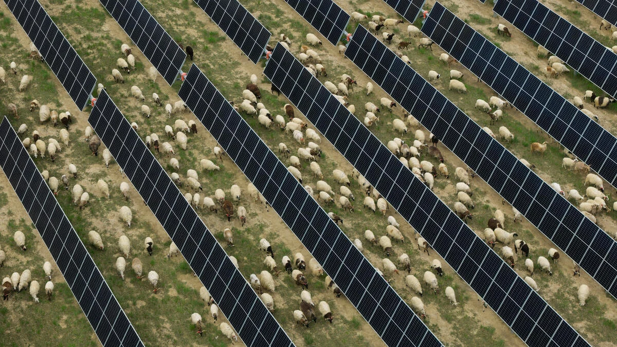 Fotovoltaico e natura: nel Qinghai nasce un nuovo ecosistema